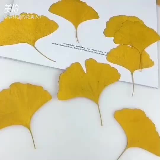 銀杏葉標本保存小技巧分享 從采摘到珍藏的全過程指南
